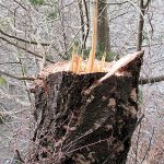 Volunteers report trees illegally cut at Indian Island County Park