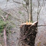 County officials are looking for the people responsible for illegal tree harvesting in recent weeks at Indian Island County Park. (Matt Tyler/Jefferson County Parks and Recreation Department)