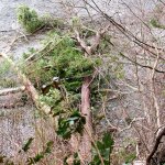Some trees were left behind after illegal cutting in recent weeks at Indian Island County Park. (Matt Tyler/Jefferson County Parks and Recreation Department)