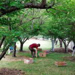 Port Angeles, Sequim food banks taking new paths to those in need