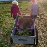 Gleaners Karen Coles and Diana Mullins walk away with a good haul at River Run Farm in 2016 to help the WSU Extension Office&rsquo;s food reduction and gleaning program support area food banks. Photo courtesy of Dan Littlefield