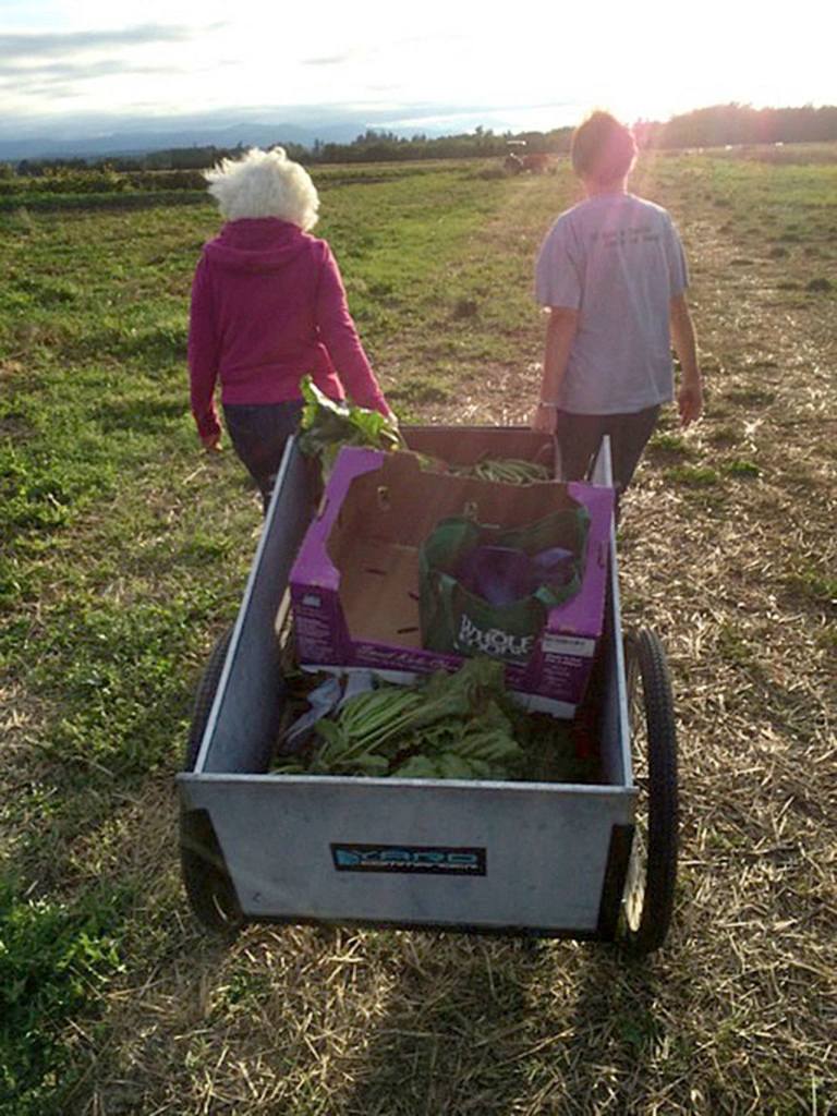 Gleaners Karen Coles and Diana Mullins walk away with a good haul at River Run Farm in 2016 to help the WSU Extension Office&rsquo;s food reduction and gleaning program support area food banks. Photo courtesy of Dan Littlefield