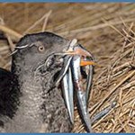 ‘Food Webs Can Be Fishy’ at Port Angeles’ Science Saturday