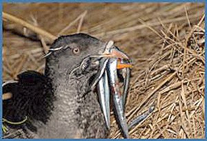 ‘Food Webs Can Be Fishy’ at Port Angeles’ Science Saturday