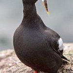 ‘Food Webs Can Be Fishy’ at Port Angeles’ Science Saturday