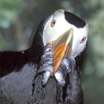 ‘Food Webs Can Be Fishy’ at Port Angeles’ Science Saturday