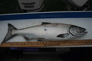 OUTDOORS: Changes coming to blackmouth seasons