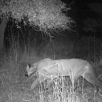 One of two cougars that frequent Naval Magazine Indian Island passes by a trail camera.