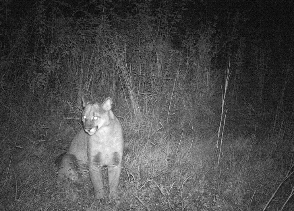 A trail camera captured this image of one of two cougars that frequent Naval Magazine Indian Island.