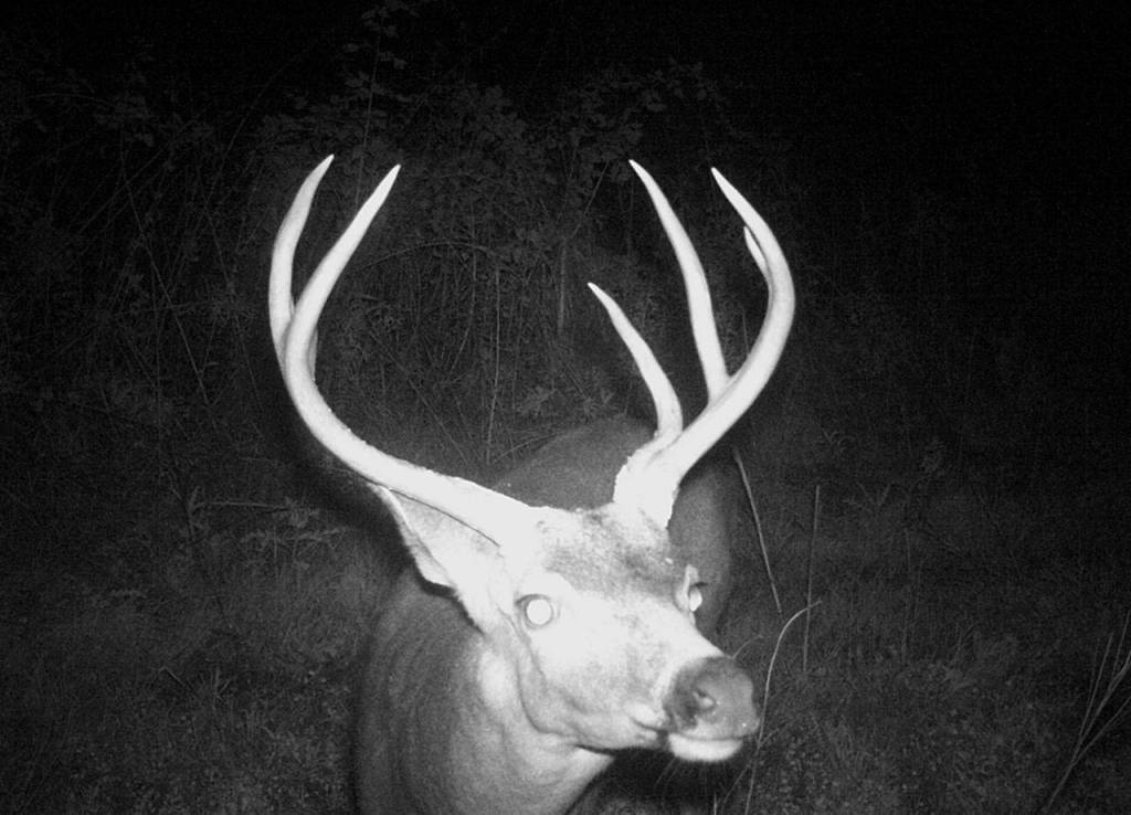 A deer on Naval Magazine Indian Island comes in for a close-up with a trail camera.