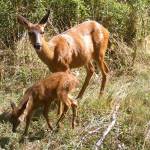 Navy fields photos of its four-legged neighbors in Indian Island wildlife survey