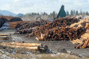 Port official: Tests show no hydraulic oil spill at Port Angeles log yard