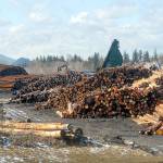 Stacked logs populate a log yard operated by Merrill & Ring on property owned by the Port of Port Angeles near William R. Fairchild International Airport. (Keith Thorpe/Peninsula Daily News)