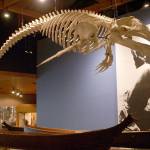 A whale skeleton hangs in the Makah Cultural and Research Center. The MCRC recently was awarded a $232,000 grant to improve its lighting system. (Makah Cultural and Research Center)
