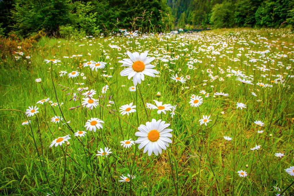 This photo by Mitchel Osborne will be showcased at Port Townsend Gallery on Saturday during PT Gallery Walk.