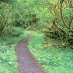&ldquo;Coastal Trail&rdquo; by Jan Kepley will be displayed at Lamb Farm Kitchen during First Friday Art Walk in Sequim tonight.