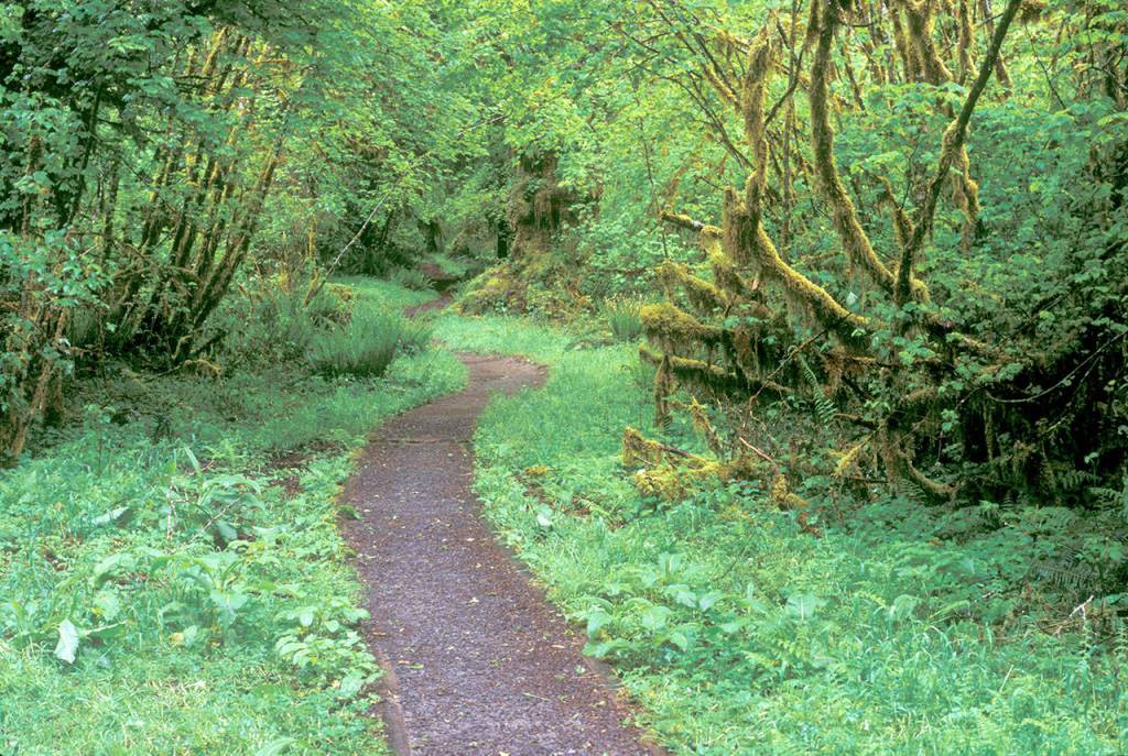 &ldquo;Coastal Trail&rdquo; by Jan Kepley will be displayed at Lamb Farm Kitchen during First Friday Art Walk in Sequim tonight.