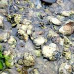 Oyster season is open or will be open April 1 through many nearby beaches. (NOAA photo)