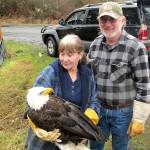 Eagle being monitored after electrocution from power line