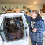 Jaye Moore, director of the Northwest Raptor and Wildlife Center, covers the cage of a bald eagle that was found trapped in power lines Sunday. (Jesse Major/Peninsula Daily News)