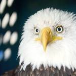 The Northwest Raptor & Wildlife Center is caring for a bald eagle that was elotrocuted by a power line Sunday. (Jesse Major/Peninsula Daily News)