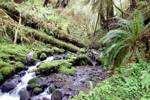 Project to test forest management techniques in Olympic Experimental State Forest