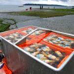 Geoduck clams are kept fresh in seawater before being transported after being harvested in 2015 for Taylor Shellfish Farms near Harstine Island, in Puget Sound. (Ted S. Warren/The Associated Press)