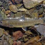 This undated photo provided by the U.S. Forest Service shows a bull trout in the Little Lost River in Idaho. (Bart Gamett/U.S. Forest Service via AP)