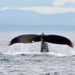 Tim Roos&rsquo; photography is on view at Imagine It Framed in Port Angeles through May 9.