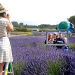Jardin du Soleil farm volunteer Katey Wake, then 17, of Sequim, stands on a ladder to take a photograph of members of the O&rsquo;Connor family of Orlando, Fla., from left, Katelynn, 14, Taylor, 13, Donovan, 13, and Aiden, 9, as a hot air balloon is inflated in the background during the 2016 Sequim Lavender Festival, one of Sequim&rsquo;s most popular annual events. (Keith Thorpe/Peninsula Daily News)