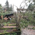 Two cedars and two fir trees fell into the yard of a residential property on View Ridge Drive in Port Angeles.