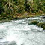 According to family members, Gray might have fallen into the swollen Sol Duc River and climbed out via some fallen tree roots. Footprints in the area are believed to be about a week old.