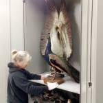 Jefferson County Historical Society collections manager Becky Schurmann checks on a pheasant that was sent from China and released on Protection Island.