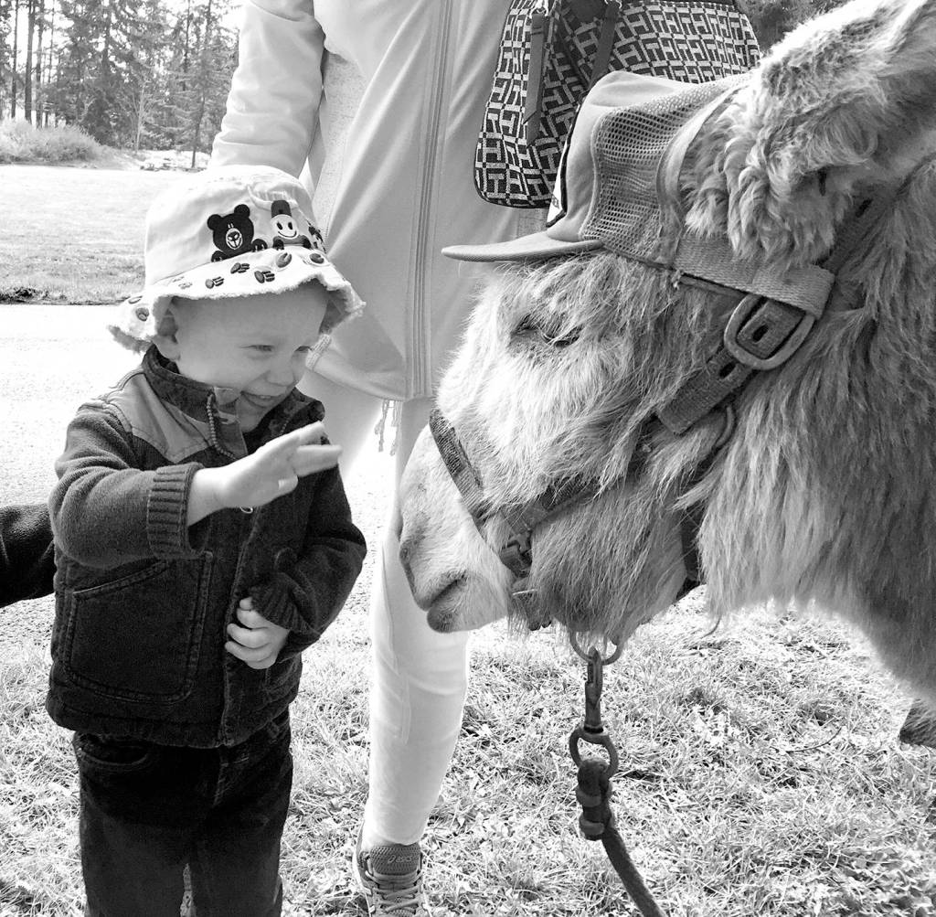 Kris Phillips                                William Kummerfeldt greets Murphy the donkey and learns how to safely give a treat by using a Frisbee as a plate at the Olympic National Park Junior Ranger Day at the Olympic National Park Visitor Center on 
April 15. The Back Country Horsemen Peninsula Chapter was there to promote trail safety when encountering livestock.