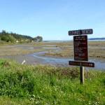 The land bridge connecting Indian Island and Marrowstone Island will be demolished and replaced with a bridge that will allow water to flow in the area between the two islands, which is a route for migrating salmon. (Cydney McFarland/Peninsula Daily News)