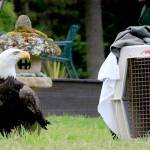 Sparky stands outside his cage after being released back into the wild Saturday. (Debbie Schouten)