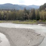 Following a court ruling last week, hatchery salmon can be used to replenish the decimated Elwha River, which is still being coaxed back to life following the removal of dams in 2014. (Keith Thorpe/Peninsula Daily News)