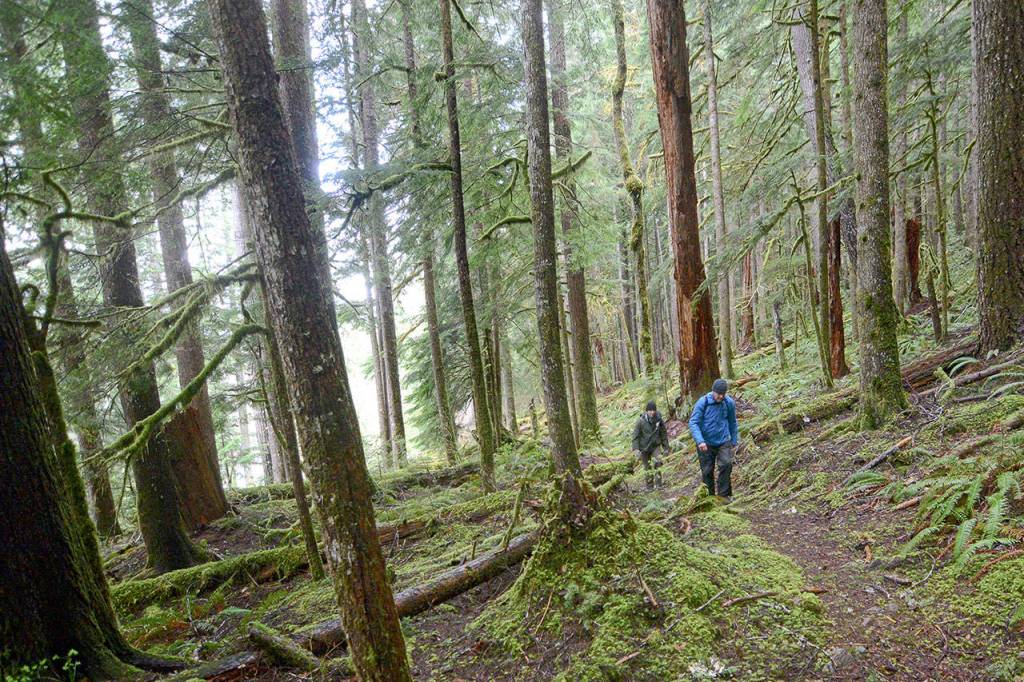 Dani Campbell and Randy Gray search near the Sul Duc River on Wednesday for Gray&rsquo;s son, Jacob Gray, an avid outdoorsman who disappeared in Olympic National Park on April 6. (Jesse Major/Peninsula Daily News)