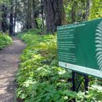 A placard with the poem &ldquo;Your World&rdquo; by Georgia Douglas Johnson takes its place along the Peabody Loop Trail near the Olympic National Park Visitor Center in Port Angeles as part of the annual Poetry Walks project. (Keith Thorpe/Peninsula Daily News)