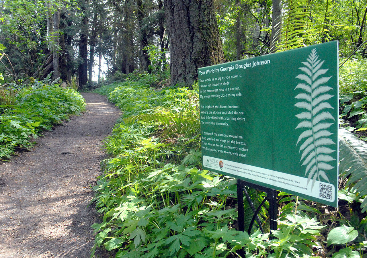 A placard with the poem &ldquo;Your World&rdquo; by Georgia Douglas Johnson takes its place along the Peabody Loop Trail near the Olympic National Park Visitor Center in Port Angeles as part of the annual Poetry Walks project. (Keith Thorpe/Peninsula Daily News)