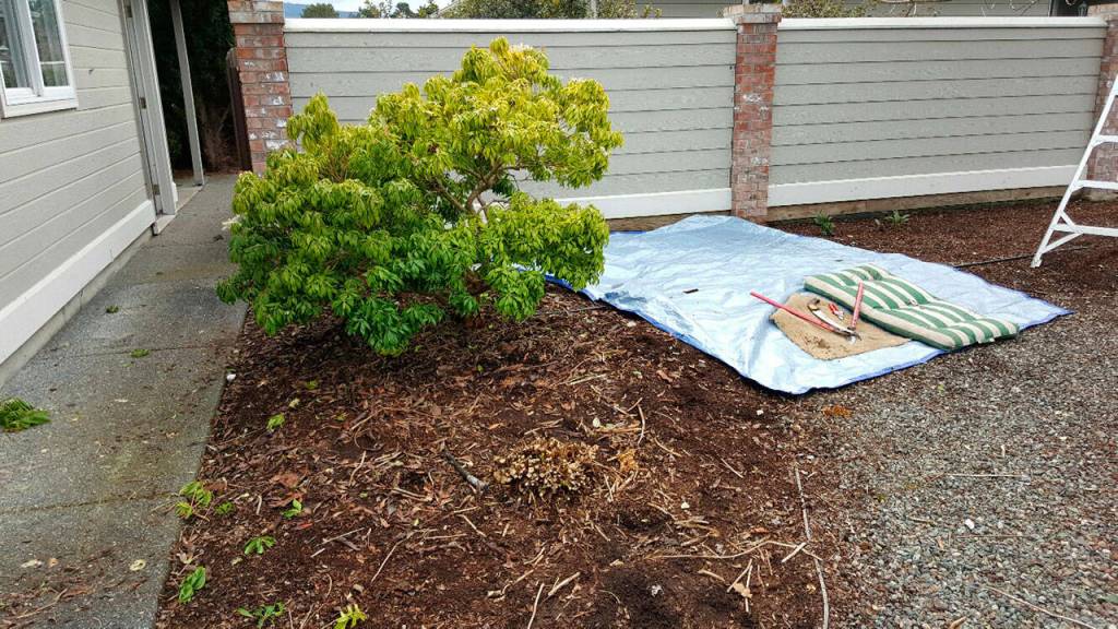 Hydrangeas that bloom on new wood are one of the most commonly overlooked plants for a severe prune. Every year, they should come down to just a node or two, but not more than three to five above the ground. Here&rsquo;s an after shot of the prune. (Andrew May/Peninsula Daily News)