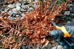 A GROWING CONCERN: A picture is worth a thousand words when it comes to pruning