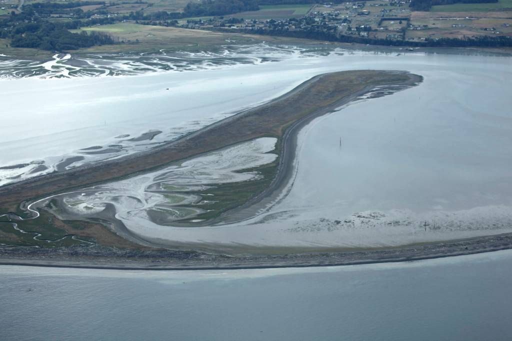 European green crabs have been found in the estuary on Graveyard Spit along the Dungeness Spit. (Lorenz Sollmann/Washington Maritime National Wildlife Refuge Complex)