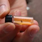 Ryan Crandall, a graduate student at the University of Massachusetts–Amherst, holds a predatory beetle that could be key to combatting an insect that is killing hemlocks on the East Coast. (Erin Hawkins/Olympic Peninsula News Group)