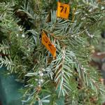 Elizabeth Sussky, Joseph Elkinton and Ryan Crandall are collecting 680 samples of western hemlock with heavy infestations of an invasive insect that are killing hemlocks on the East Coast. (Erin Hawkins/Olympic Peninsula News Group)