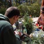 Ryan Crandall, left, looks at a western hemlock tree branch with infestations of an invasive insect killing hemlock trees on the East Coast. Elizabeth Sussky, right, counts the number of these insects on samples they will bring to the Seattle Arboretum for a biological control experiment. (Erin Hawkins/Olympic Peninsula News Group)