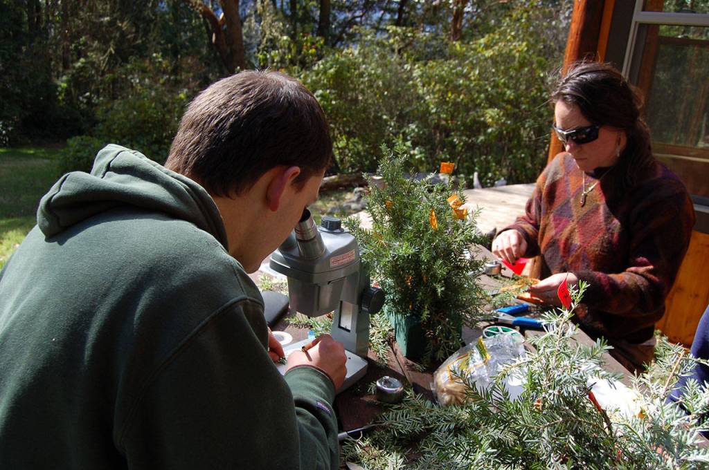 Ryan Crandall, left, looks at a western hemlock tree branch with infestations of an invasive insect killing hemlock trees on the East Coast. Elizabeth Sussky, right, counts the number of these insects on samples they will bring to the Seattle Arboretum for a biological control experiment. (Erin Hawkins/Olympic Peninsula News Group)