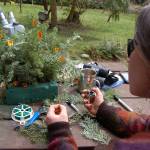 Elizabeth Sussky counts insects found on samples of western hemlock from the Miller Peninsula that her team will use as part of a biological control experiment. (Erin Hawkins/Olympic Peninsula News Group)