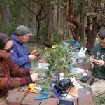 Elizabeth Sussky, left, Joseph Elkinton and Ryan Crandall, right, count insects found on samples of western hemlock from the Miller Peninsula. The team will collect 680 samples as part of a biological control experiment that could help save dying hemlock trees on the East Coast. (Erin Hawkins/Olympic Peninsula News Group)