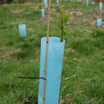 Hundreds of native trees and shrubs were planted on Sequim resident Jack Janis&rsquo; property to restore a diverse forest along the floodplain of the Dungeness River. (Erin Hawkins/Olympic Peninsula News Group)